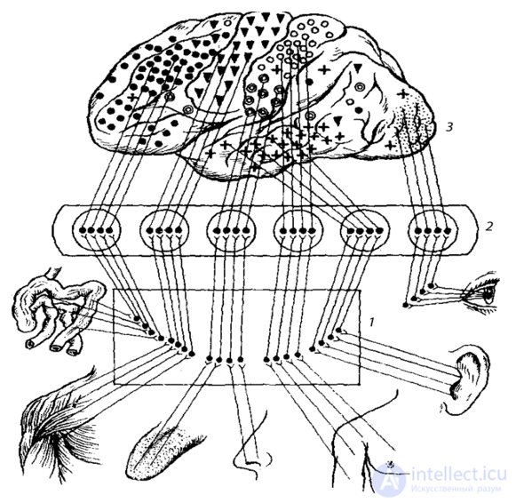 37. Psychophysiology of the Sense Organs