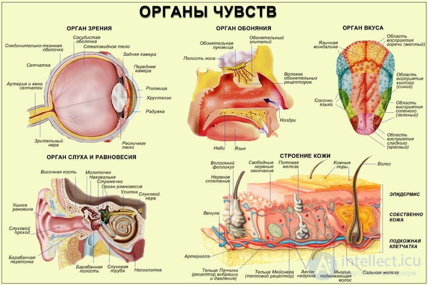 37. Psychophysiology of the Sense Organs