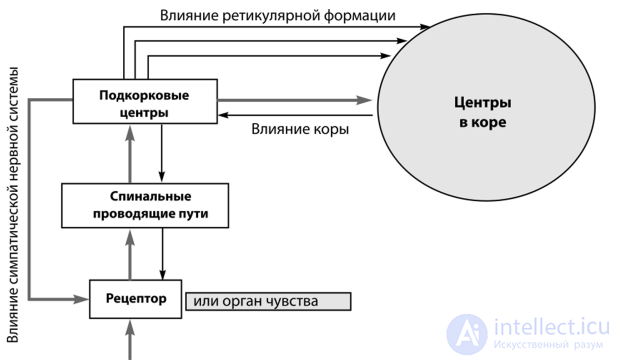 37. Psychophysiology of the Sense Organs