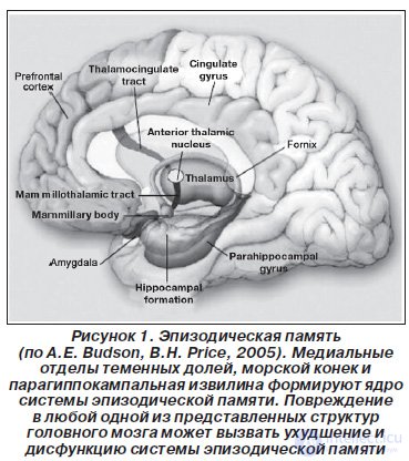   MULTIFOCAL CALLED POTENTIALS, RELATED TO THE EVENT, IN EARLY DIAGNOSTICS OF COGNITIVE DISINTEGRATION 