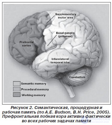   MULTIFOCAL CALLED POTENTIALS, RELATED TO THE EVENT, IN EARLY DIAGNOSTICS OF COGNITIVE DISINTEGRATION 