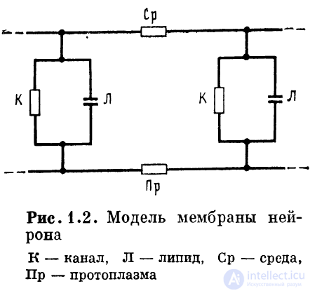 1. The Neuron. 1.1. Structure of the Neuron