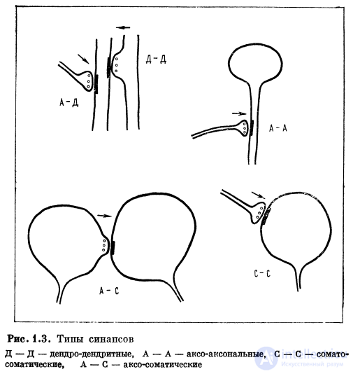1. The Neuron. 1.1. Structure of the Neuron