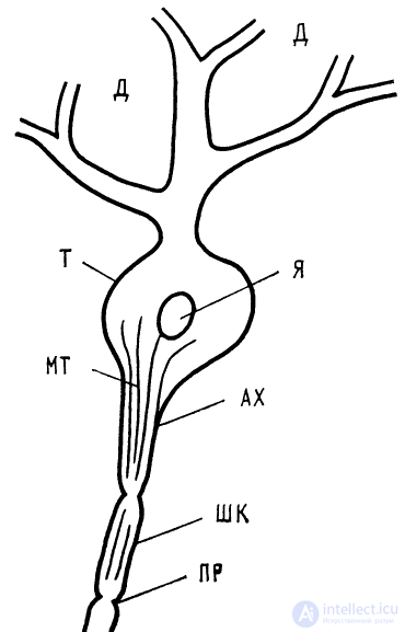 1. The Neuron. 1.1. Structure of the Neuron