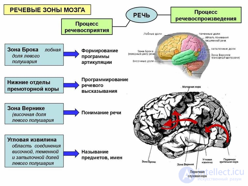 100 Tests with Answers and Diagrams - Fundamentals of General Psychology