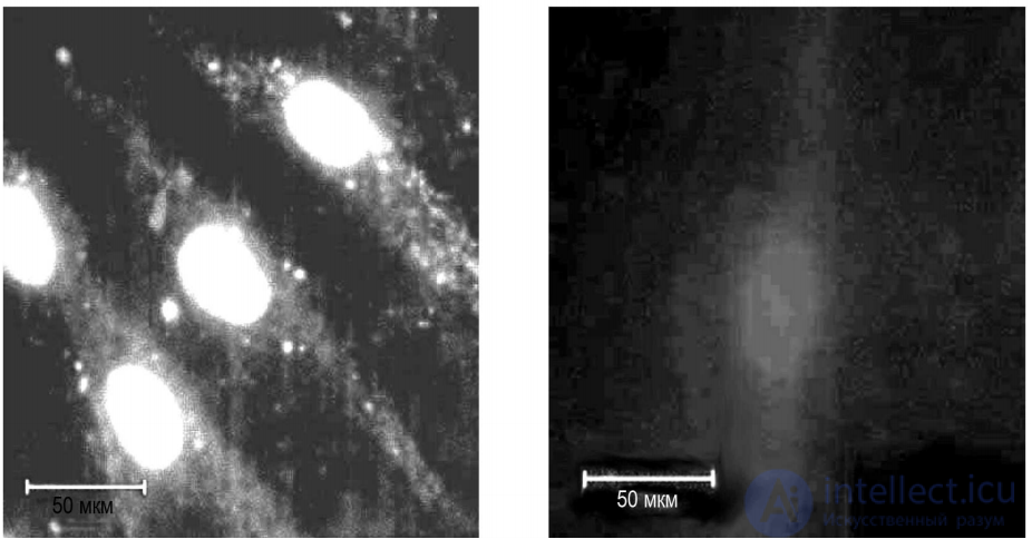 Hypomagnetic Field and Its Effect on Laboratory Animals and Cell Cultures