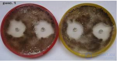 Hypomagnetic Field and Its Effect on Laboratory Animals and Cell Cultures