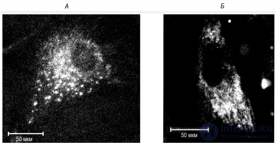 Hypomagnetic Field and Its Effect on Laboratory Animals and Cell Cultures