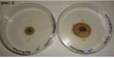 Hypomagnetic Field and Its Effect on Laboratory Animals and Cell Cultures