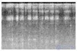 Perception of Sounds and Music in Animals