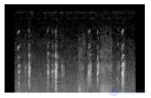 Perception of Sounds and Music in Animals