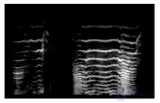 Perception of Sounds and Music in Animals