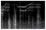 Perception of Sounds and Music in Animals