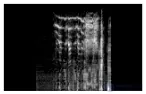 Perception of Sounds and Music in Animals