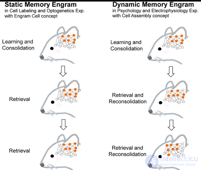The engram and memory in neuropsychology and cognitive psychology