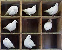 The Dirichlet principle (pigeonhole principle) in combinatorics
