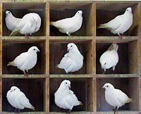 The Dirichlet principle (pigeonhole principle) in combinatorics