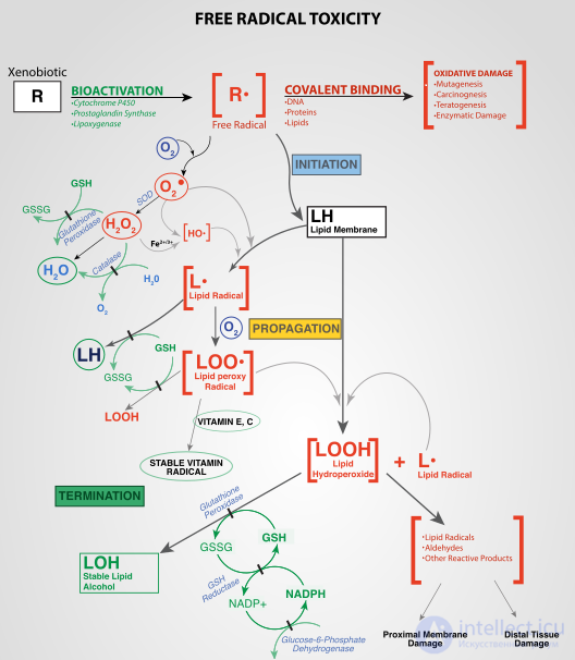 Oxidative and Antioxidant Stress: Causes, Health Effects and Prevention