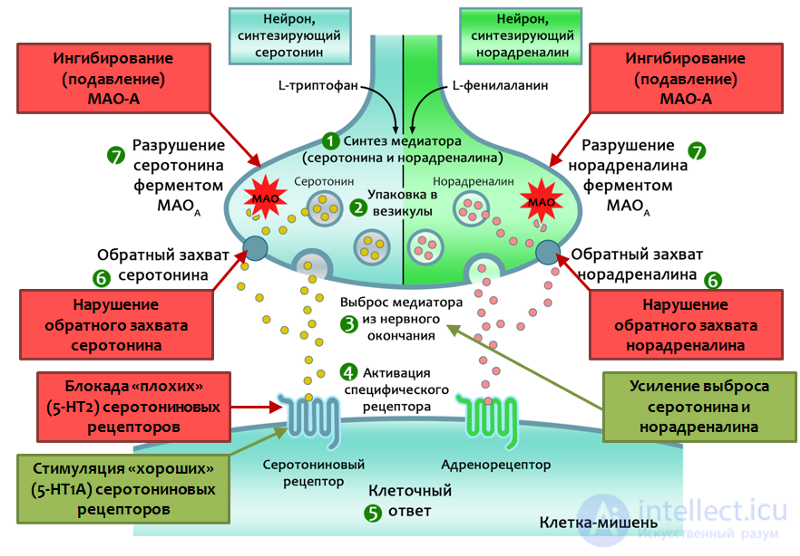 Depression: Causes, Diagnosis, Prevention and Treatment; Depression in Neurology and Neurosurgery, and During Pregnancy, Childbirth, and Menopause