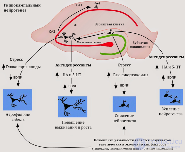 Depression: Causes, Diagnosis, Prevention and Treatment; Depression in Neurology and Neurosurgery, and During Pregnancy, Childbirth, and Menopause