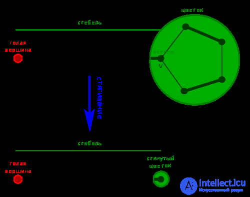 The blossom algorithm: cutting and contracting blossoms