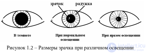 2.3. Indicators of Cardiovascular System Activity, Muscular System Activity, Eye Reactions