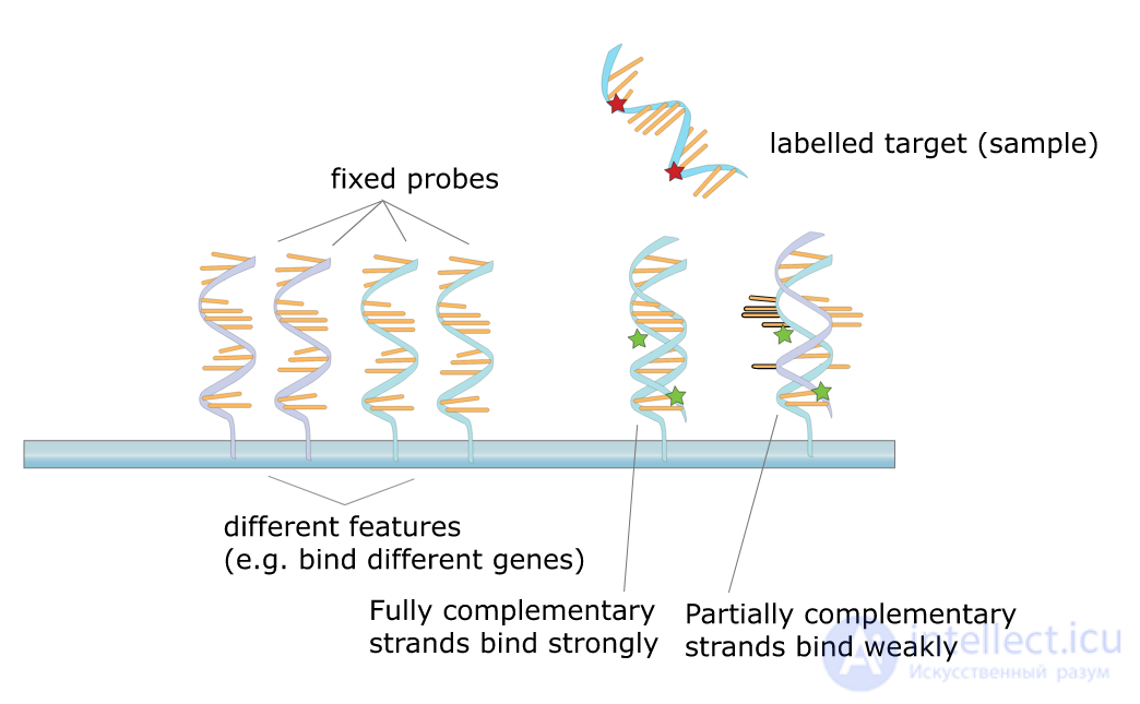 Protein Microarray and DNA Microarray