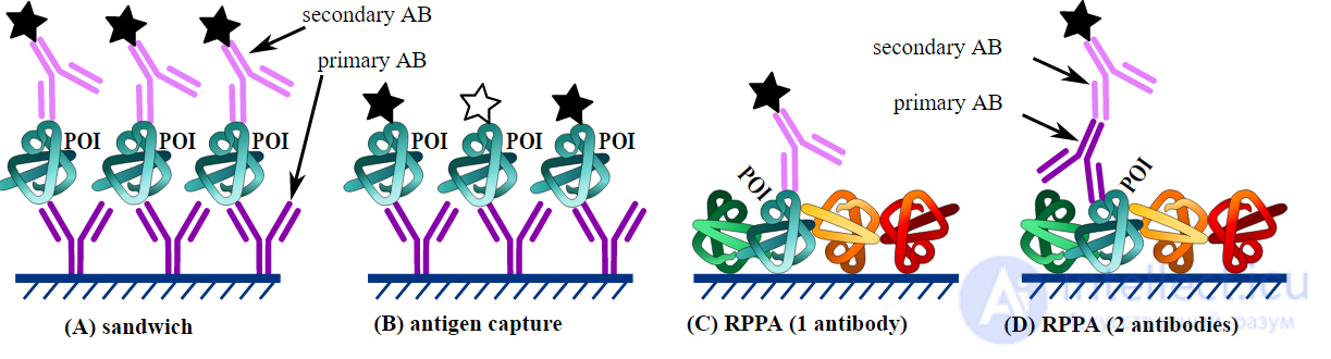 Protein Microarray and DNA Microarray