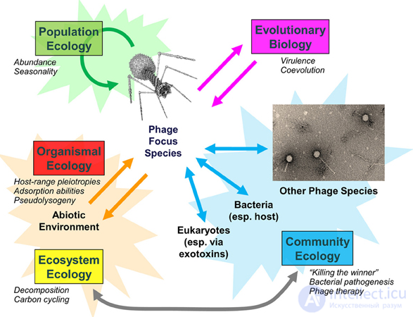 The Ecology of Viruses