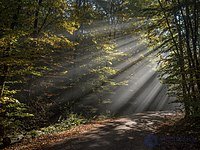 6. Effects of the medium on the properties of light (absorption, scattering, dispersion, polarization)