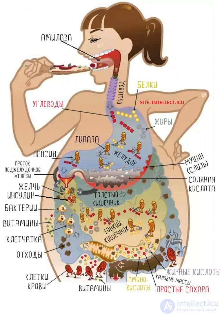 Diet and Metabolism: Catabolism, Anabolism and Protein, Fat and Carbohydrate Metabolism