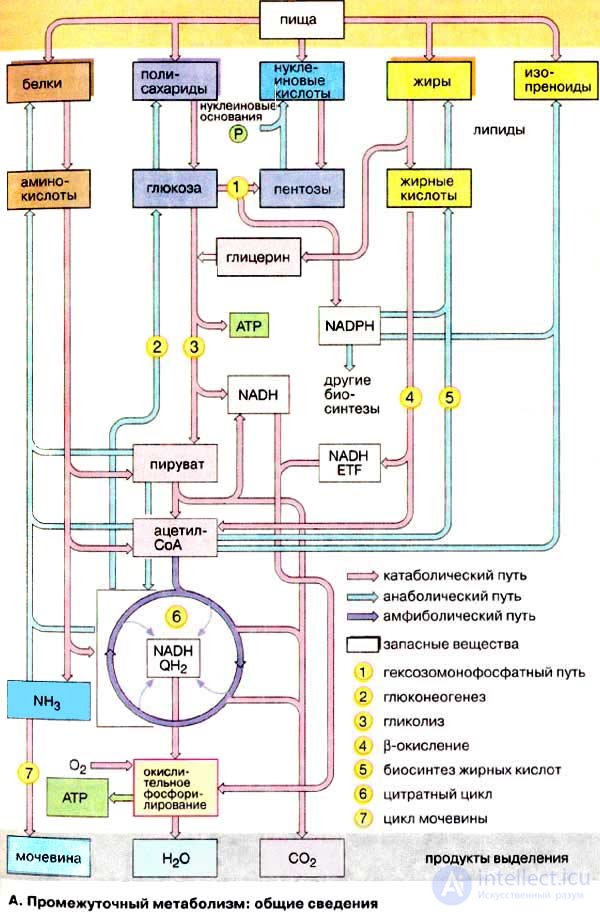 Diet and Metabolism: Catabolism, Anabolism and Protein, Fat and Carbohydrate Metabolism