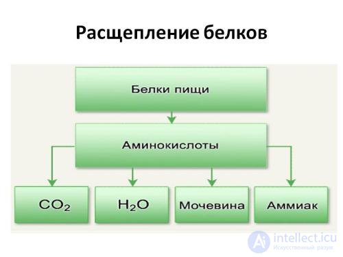 Diet and Metabolism: Catabolism, Anabolism and Protein, Fat and Carbohydrate Metabolism