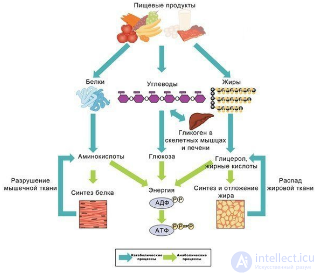 Diet and Metabolism: Catabolism, Anabolism and Protein, Fat and Carbohydrate Metabolism