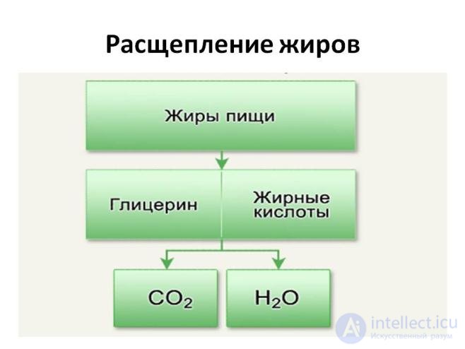 Diet and Metabolism: Catabolism, Anabolism and Protein, Fat and Carbohydrate Metabolism