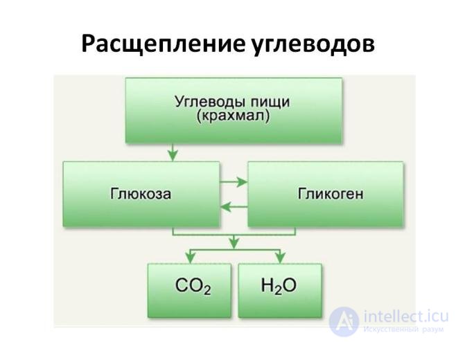 Diet and Metabolism: Catabolism, Anabolism and Protein, Fat and Carbohydrate Metabolism