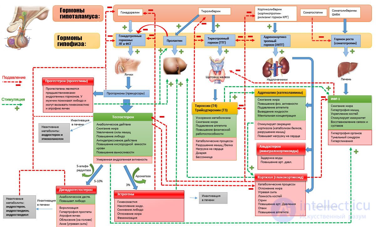 Diet and Metabolism: Catabolism, Anabolism and Protein, Fat and Carbohydrate Metabolism