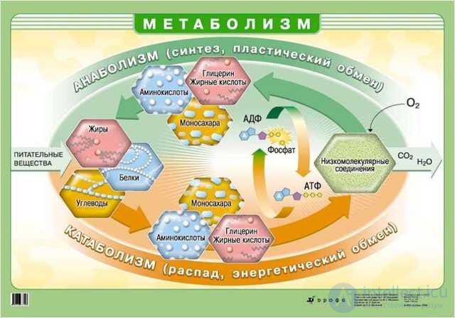 Diet and Metabolism: Catabolism, Anabolism and Protein, Fat and Carbohydrate Metabolism