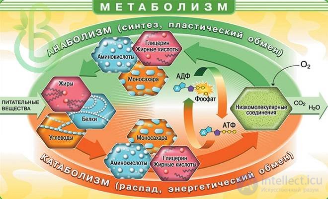 Diet and Metabolism: Catabolism, Anabolism and Protein, Fat and Carbohydrate Metabolism