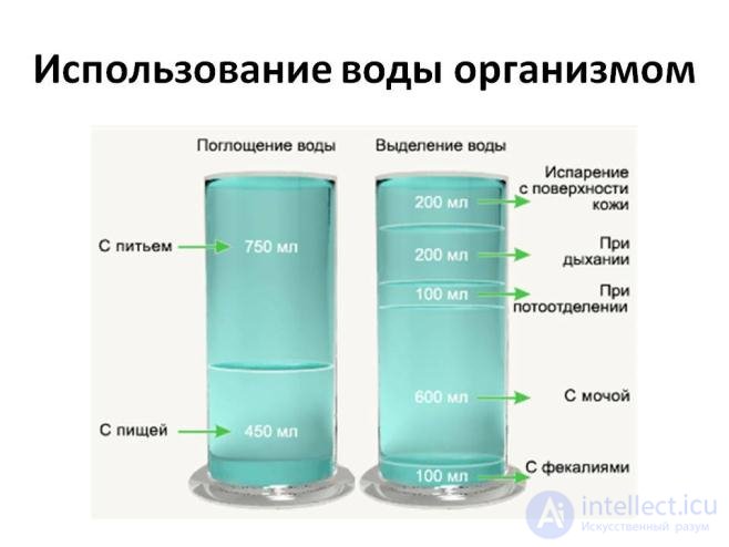 Water-Salt Metabolism in the Human Body