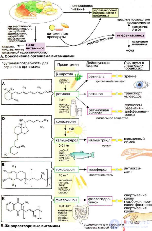 Vitamins and Their Role in the Human Body: Deficiency, Excess and Intake