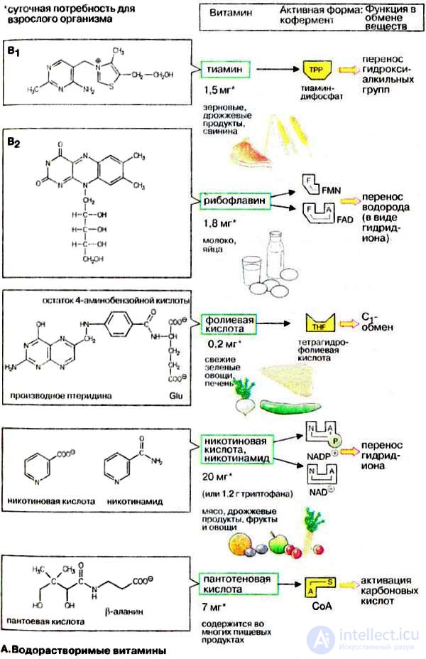 Vitamins and Their Role in the Human Body: Deficiency, Excess and Intake