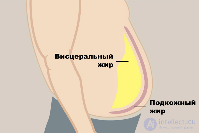 Body Fat Percentage: Measurement Methods, Analysis and How to Reduce It