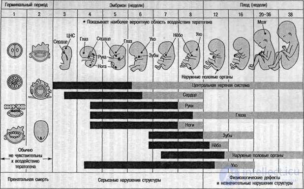 Topic 5. Development in the prenatal period